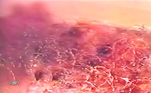 Piliç cezalandırıcısından domine ediliyor