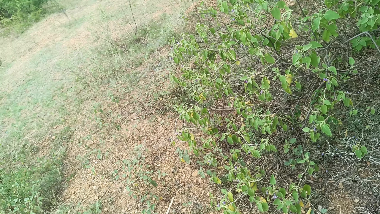 Tamil married women outdoor part 1