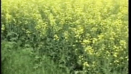 Itty betty Meme 18 ve kıllı