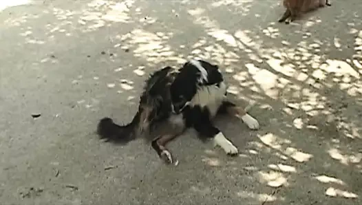 İtalyan Common People'ın sıradan sapıklıkları