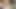 Shirley setia, göğüsler görünür