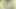 Haley