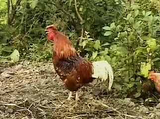 Bir kolobok'un maceraları hakkında Rus peri masalı