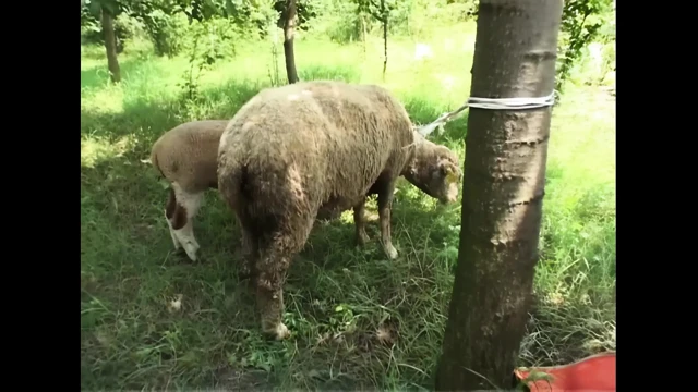 Yarağa aç ve itaat etmeye hazır