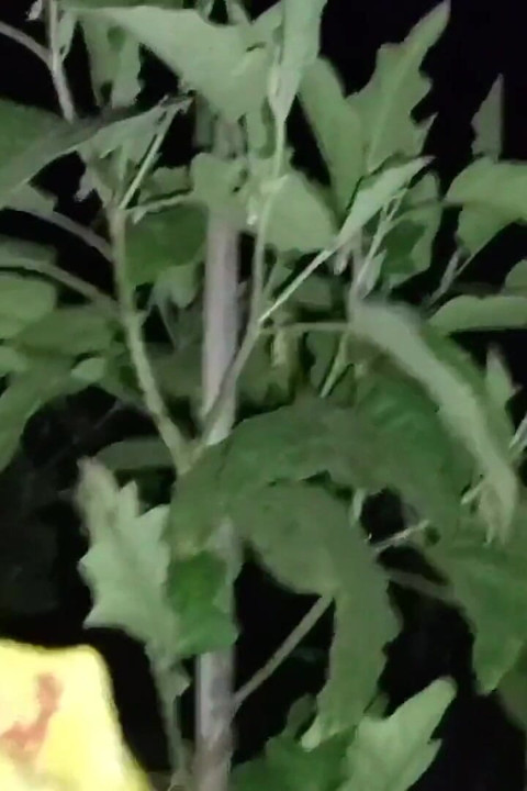 Açık havada hintli karım seks yapıyor