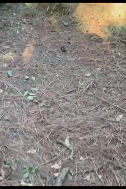 I Went Into the Bush with the Hot Boy It Was Delicious This Walk in the Bush