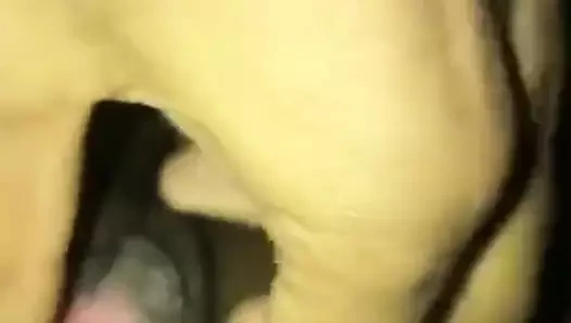 Parmak ona şişman abanoz şişman kedi