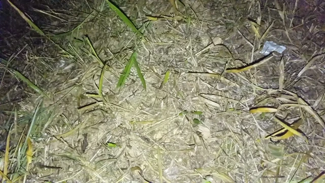 Nepalli teyze sevgilisi gece domaltarak seks videosu nepalli ses