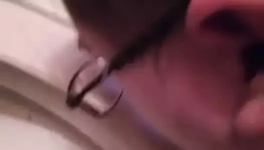 Damızlık inek çişini yalıyor