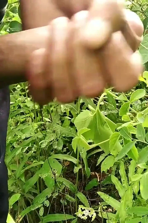 Bahçede güzel yarak oynuyor
