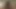Büyük siyah horoz ırklararası kahrolası sadece için uyandırmak duygu