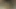 Alt damızlık hayatının eyersiz araba yolculuğunu alır