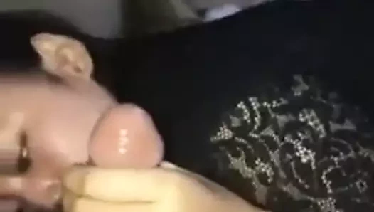 Bohsia perak rakus jilat batang balak