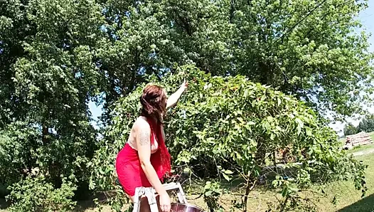 Üstsüz esmer ağaçtan kiraz toplama