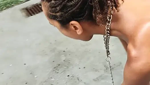 İtaatkar evcil hayvan yürüyüşe çıkarılıp bahçede atıştırmalıklarla besleniyor