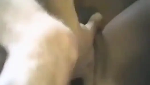 Amatör bir çift birçok pozisyonda enerjik sikişiyor