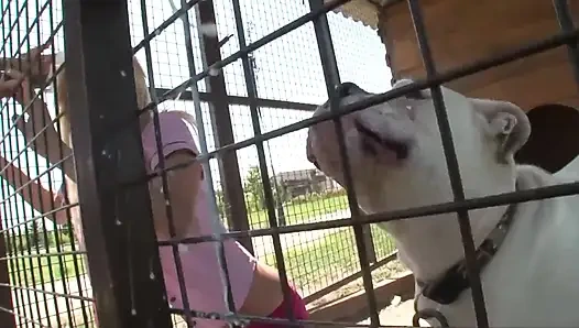 Küçük fahişesini büyük yarağıyla sikiyor