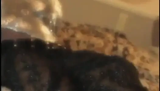 Büyük memeli sarışın zenci sıkı ıslak deliklerini iki adama çifte siktiriyor