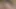 Minik karma eğitim yapan menekşe gökyüzü bir inekten sert bir horoz alıyor