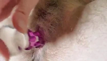 kıllı KEDİ oynama #