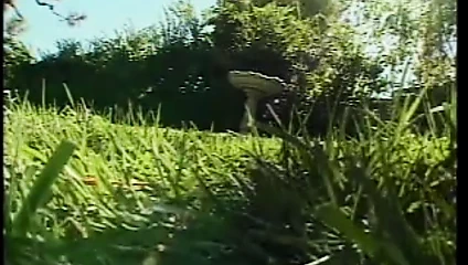 Lola şerit abanoz anal