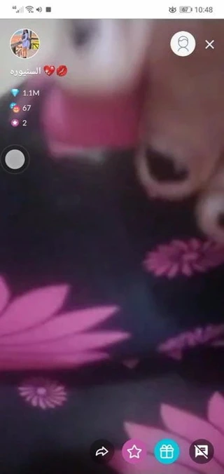 Elsaniora – tangoda mısır sharmotası