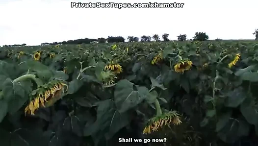 Ayçiçeği tarlasında genç çiftin gerçek tutkusu