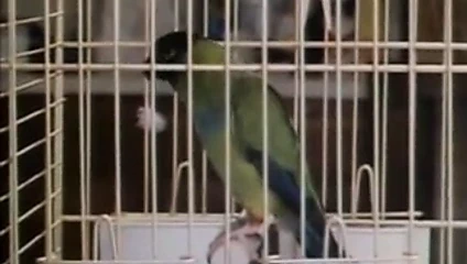 Bayan şehvet (1983)