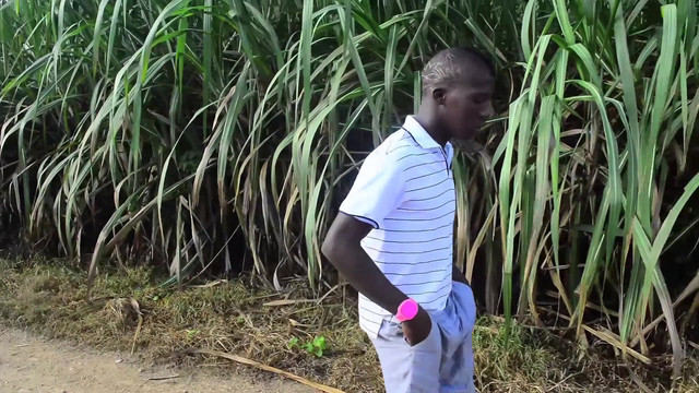 The giant stallion is wixxt in the field