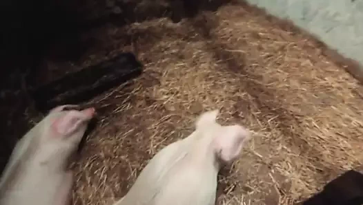 Pigsty Champagne Orgy