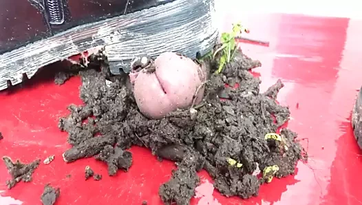 Auf dem Cockboard in den Dreck getreten....