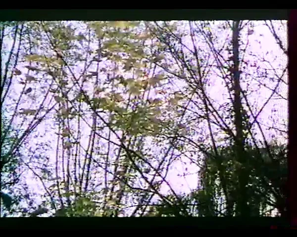 Reves de sexe (1982