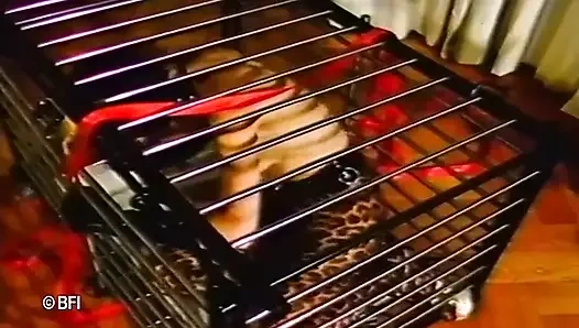 Köleyi evcilleştirme ses yok