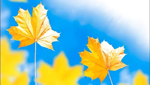 Hintçe seks hikayeleri bölüm 2 – kahrolası aptallar