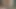 Tay kız almak büyük beyaz horoz