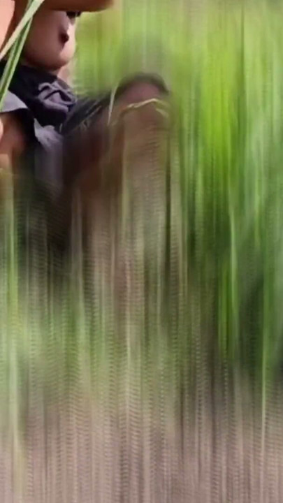 The desi stepsister of the village is bathing openly in the open field, bathing naked in the forest, brother-in-law is… | Clip 1