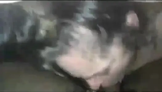 Beyaz kızların en iyi yarağı emdiğini kanıtlıyor