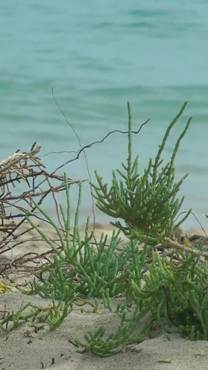 Isa eğlenerken plajda izliyor | Klip 1