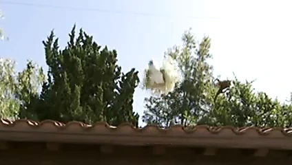 Secrets of a trophy wife