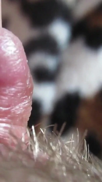 Сногсшибательный момент из "Экстремальная пульсирующая огромным клитором крупным планом, ПОЛНОЕ ВИДЕО"