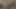 Ayu mayumi kedi pompalanır