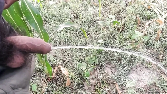 Indian Boy Pissing in Morning