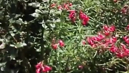 Wanda şehvet dışında seks ile genç oğlan