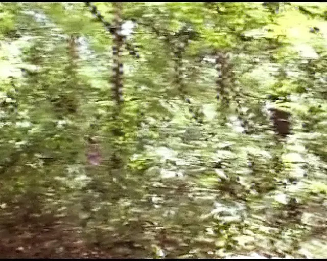 Alman kaltak ormanda tek başına hareket ettikten sonra yüzüne boşalıyor