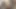 Kıllı Hint parmak kedi – yakın çekim