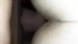 jolie levrette vite fait