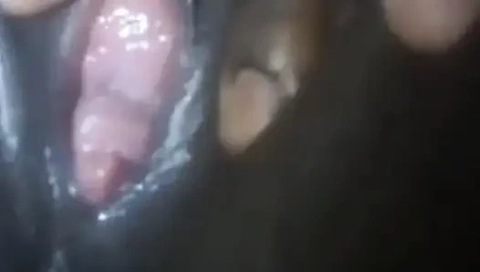 Büyük Afrika Klitorisi