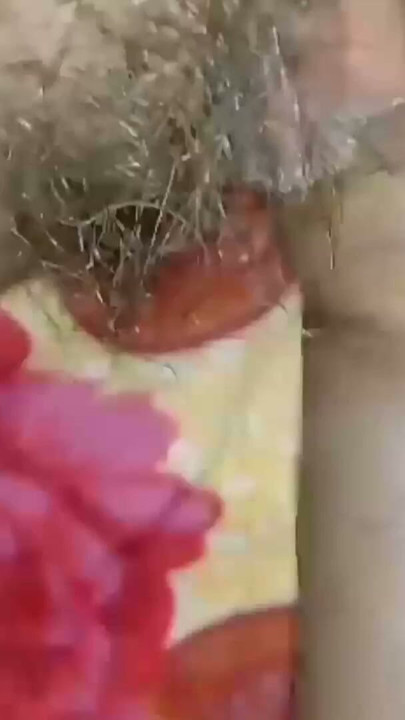 Indian sunny leone ki chudai videos | Bölüm 1