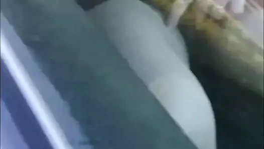 gösterme kapalı benim kedi