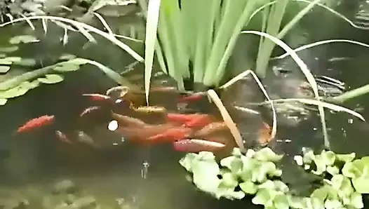 Seksi Avrupalı porno yıldızı nikky sarışın oral seks yapıyor